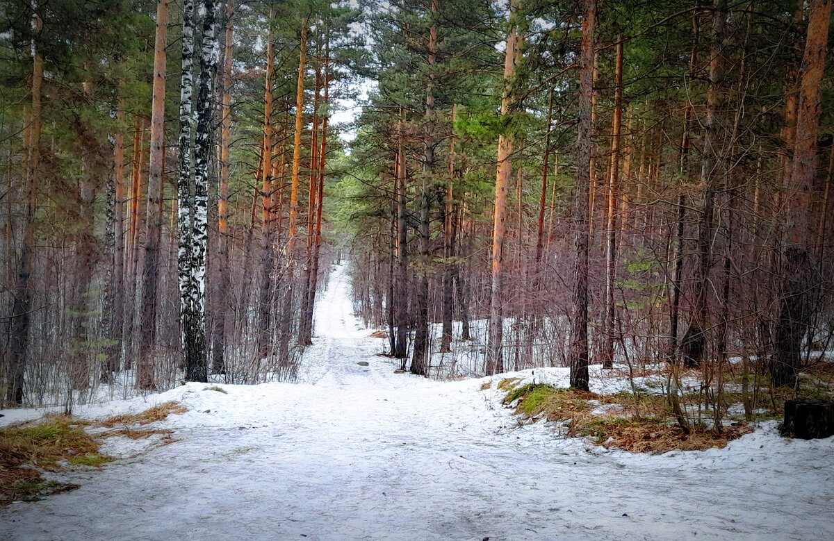 Дорога через лес . (Лыжня ) - Мила Бовкун