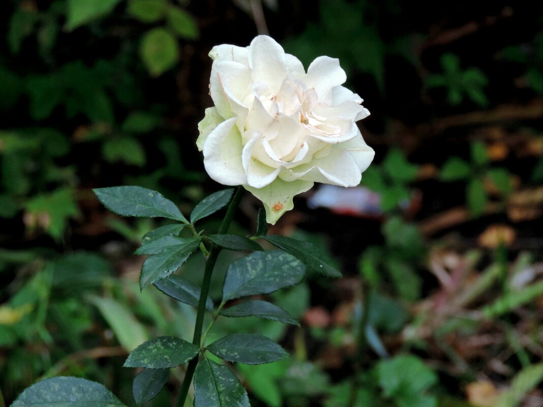 Роза осенью - ivolga 