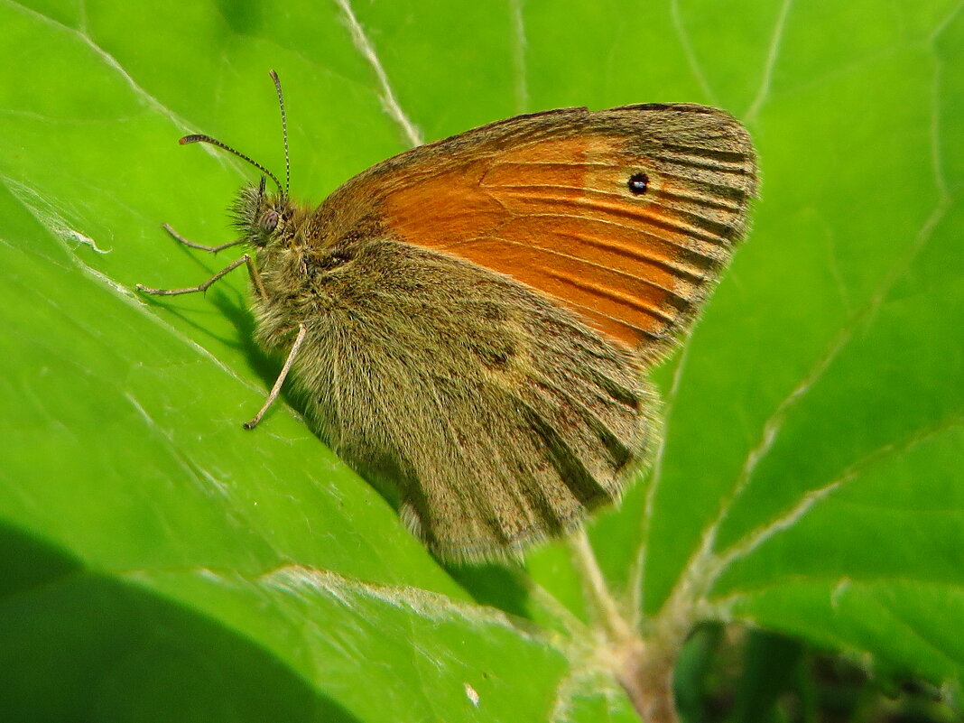 Coenonympha pamphilus (Linnaeus, 1758)	Прочанок Памфіл - Ivan Vodonos