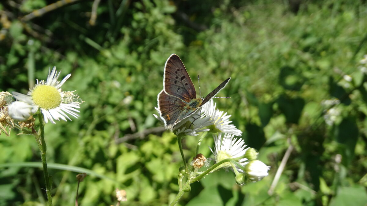 Дукачик tityrus (Lycaena tityrus) — вид денних метеликів родини Синявцеві (Lycaenidae). - Ivan Vodonos