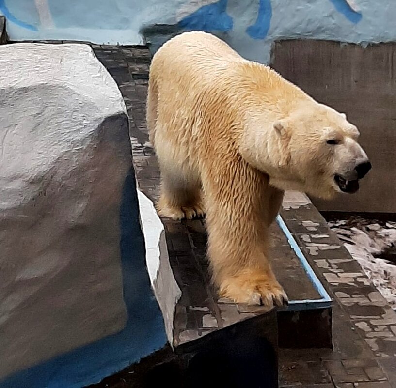 Жизнь медведя  в Новосибирском зоопарке . Апрель . - Мила Бовкун