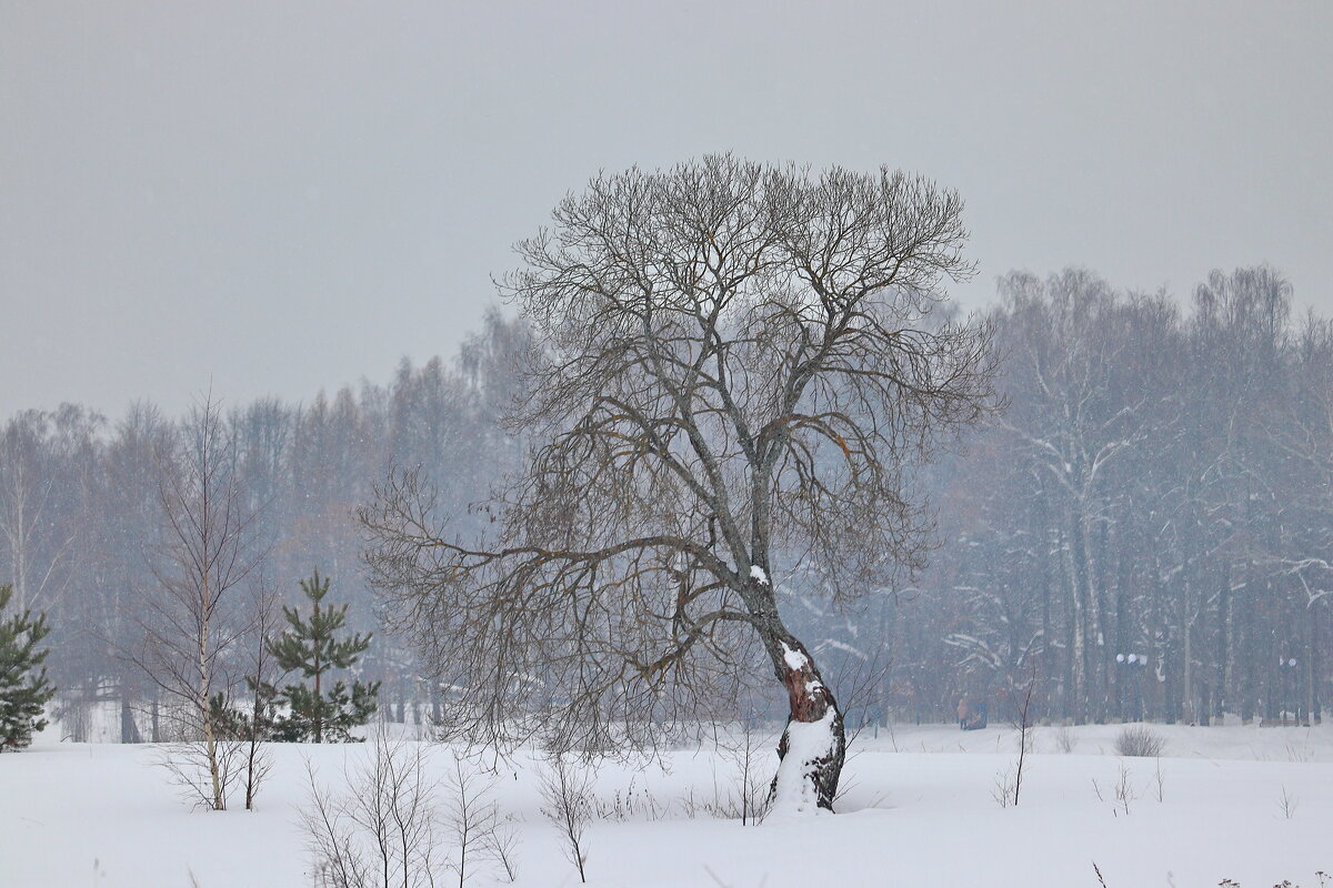 Зимний пейзаж с одинокой ивой. - Сергей Пиголкин