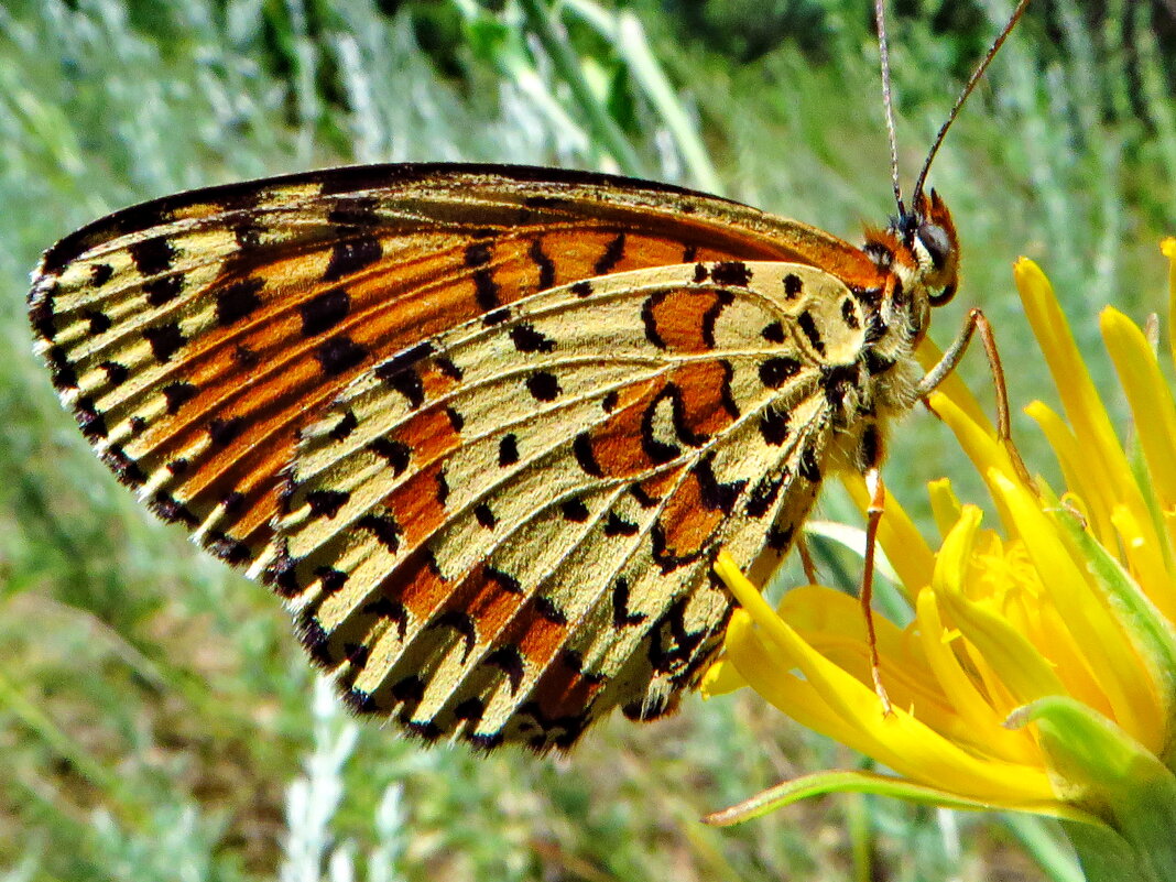 Рябець червоний (Melitaea didyma) — вид денних метеликів родини сонцевиків (Nymphalidae). - Ivan Vodonos