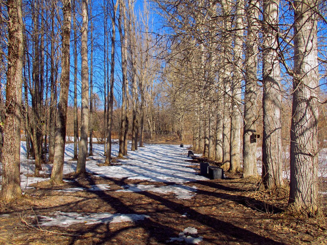 Аллея. - Татаурова Лариса 