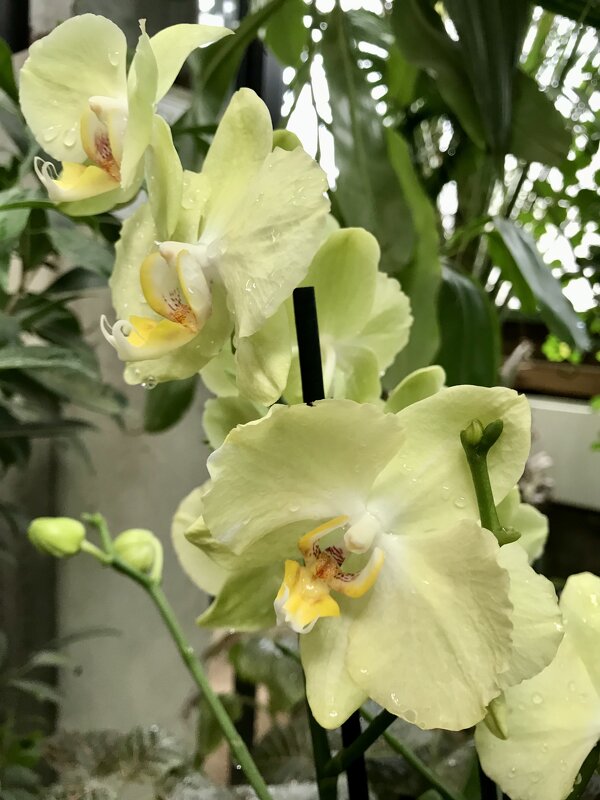 На выставке орхидей в Аптекарском огороде - Pippa 