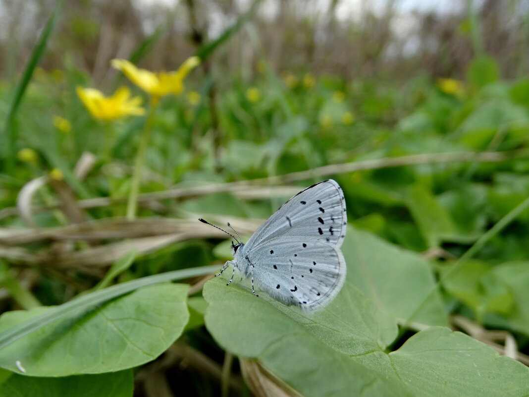 Синявець крушиновий (Celastrina argiolus) — вид денних метеликів родини синявцевих (Lycaenidae) - Ivan Vodonos