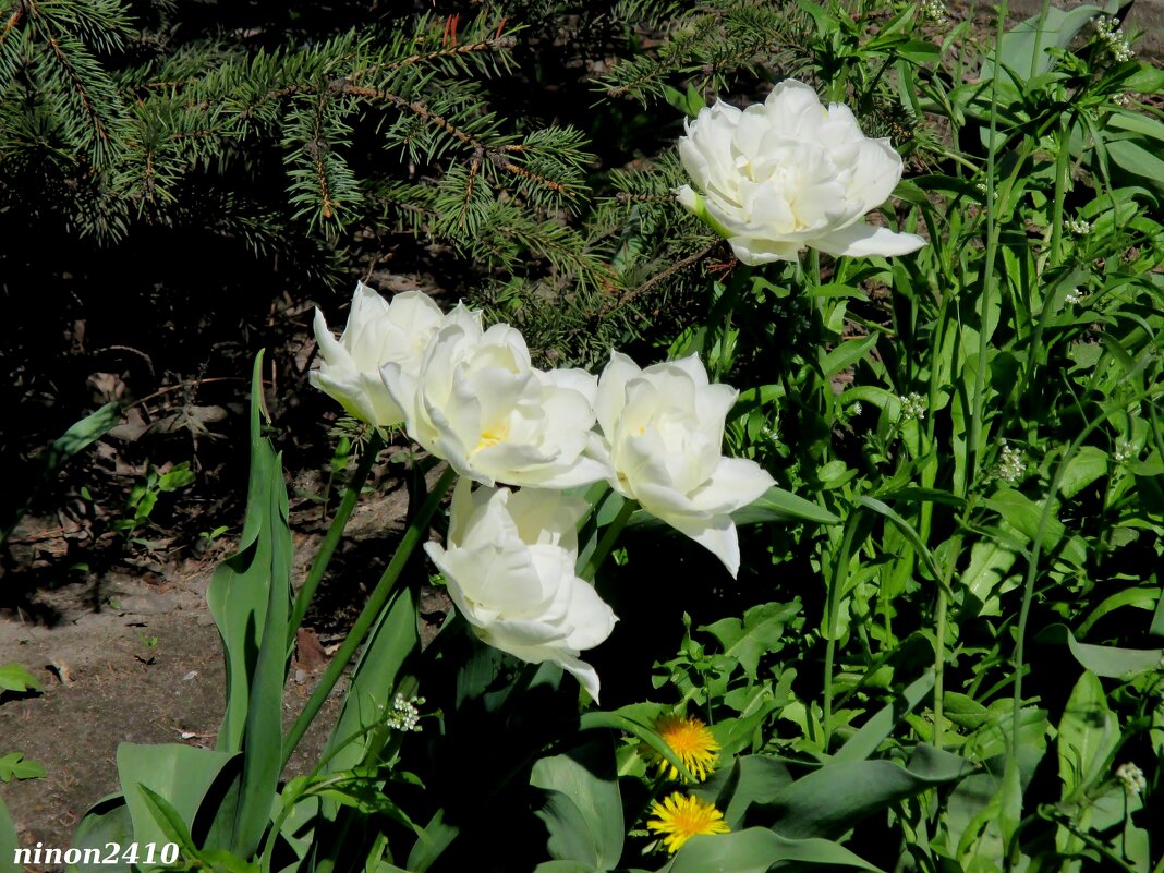 Белые тюльпаны - Нина Бутко