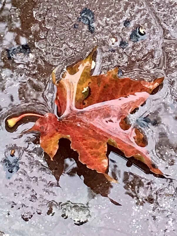 Красный лист кленовый под ложем грустит… - Альбина 