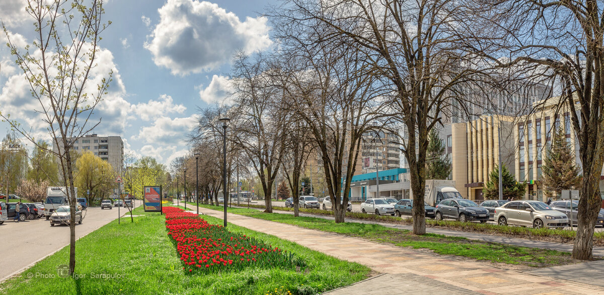 На Белгородских улицах расцветают тюльпаны - Игорь Сарапулов