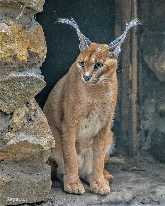 каракал - аркадий 