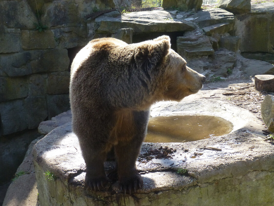 Бурый медведь Фима в зоопарке - Наиля 