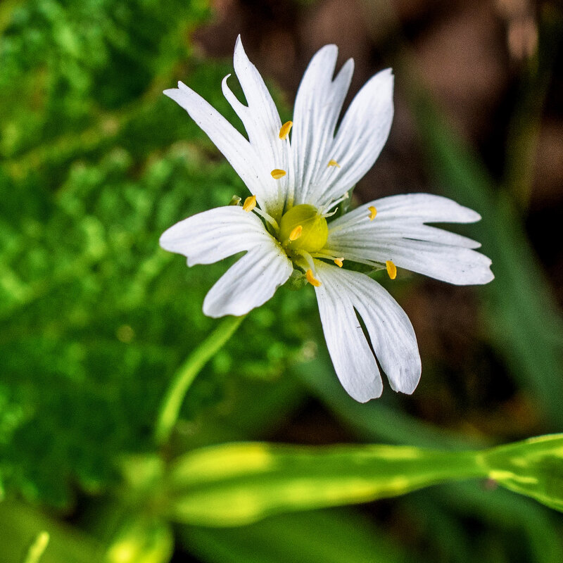 Белый цветок - Евгений 