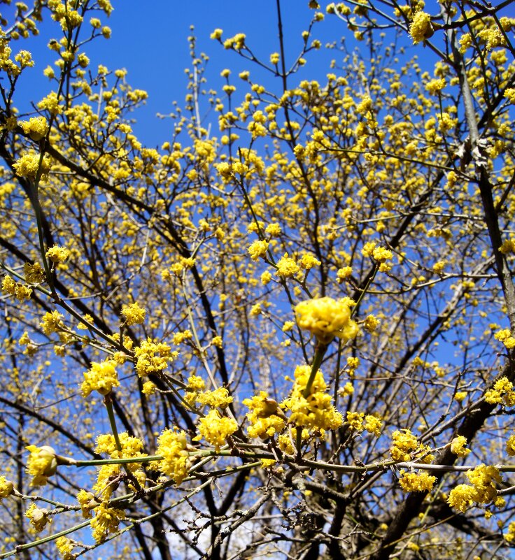Весна-весна - Pippa 