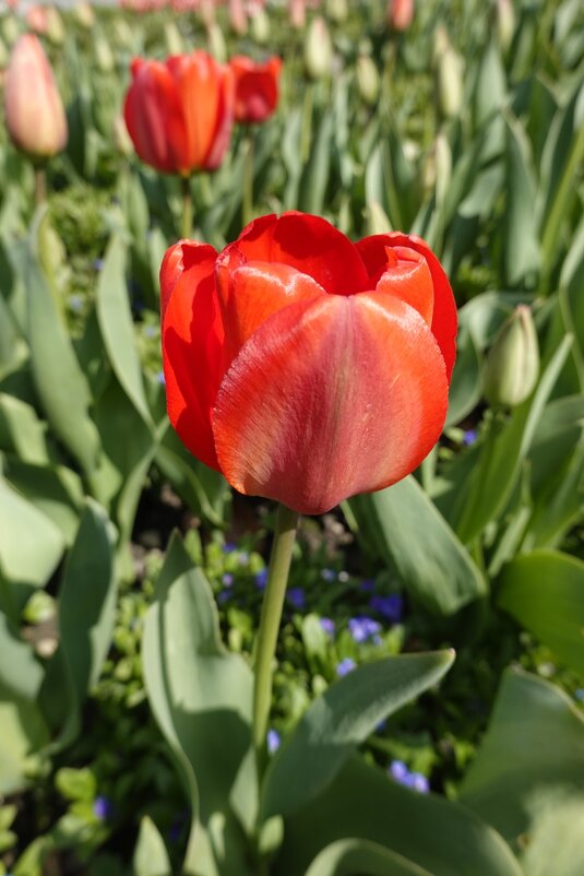 Красные тюльпаны - шёлковые чаши, По весне лазурной нет нежней и краше... - Galina Dzubina