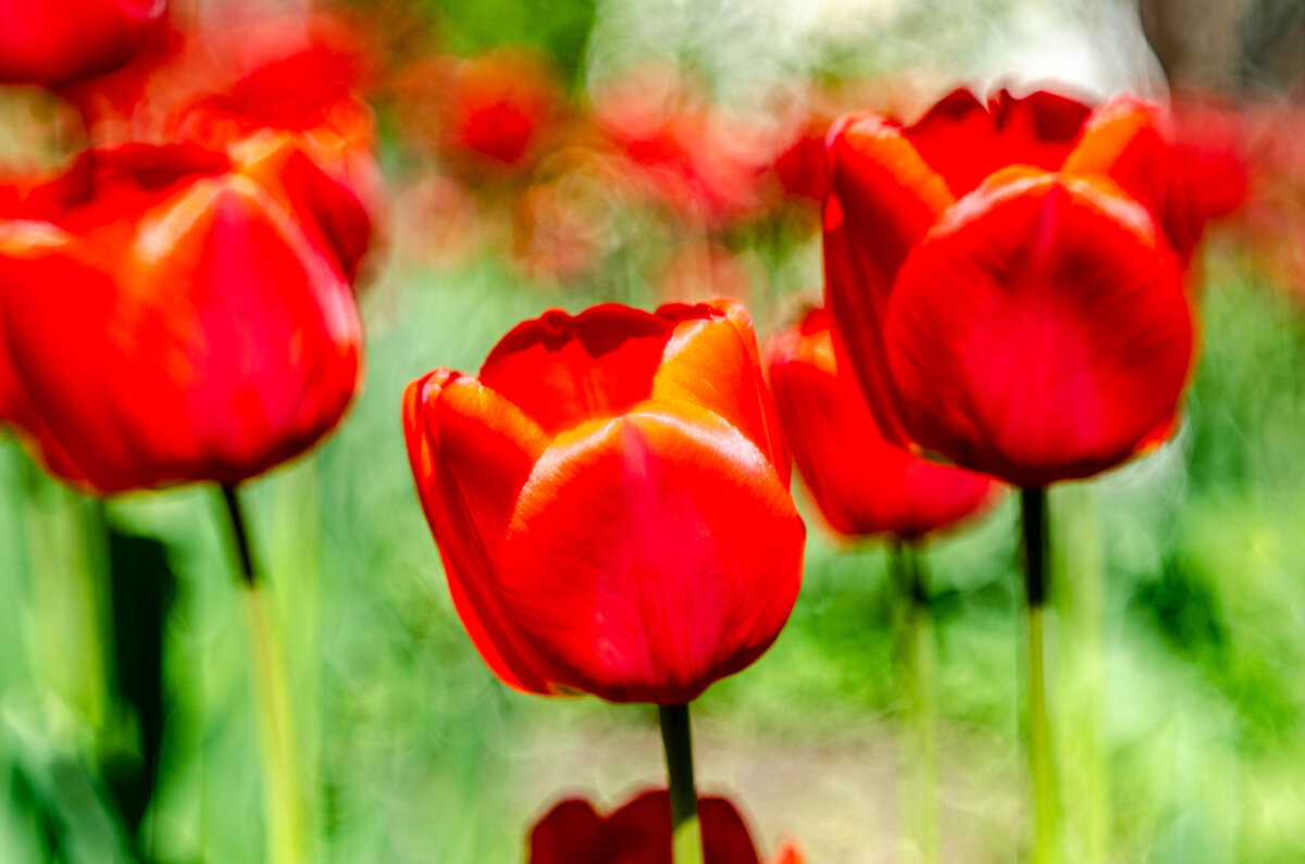 красные тюльпаны - Александр Леонов