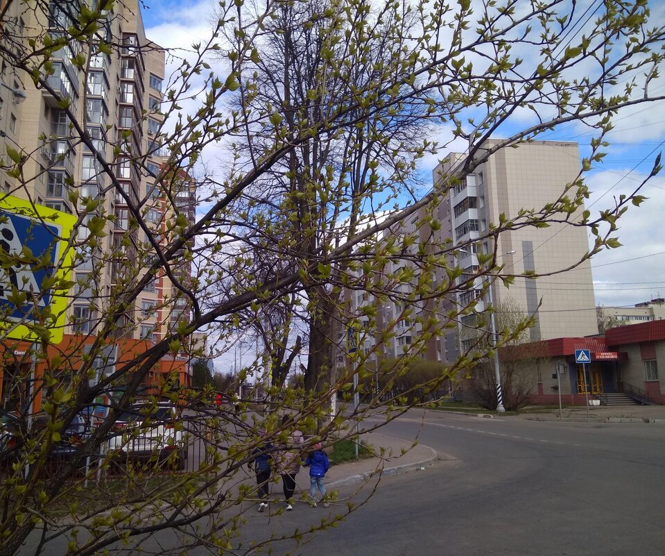 Весна «проклюнулась»... - Михаил Андреев