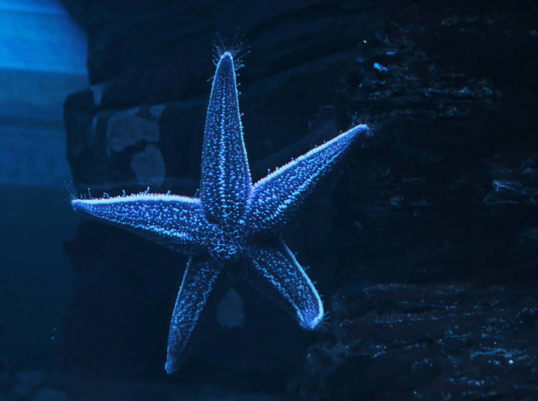 Морская звезда - Светлана 