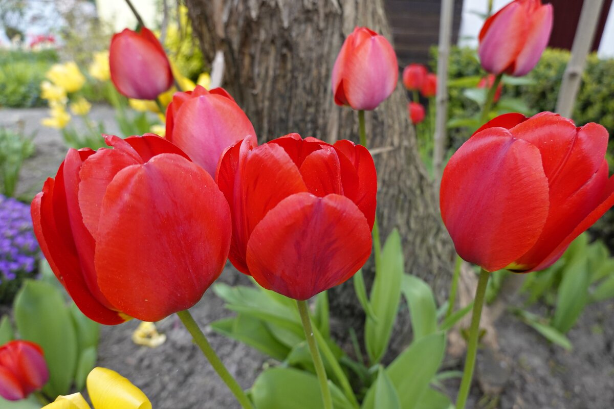 ...Тюльпаны в саду расцветают  радостным ярким огнём... - Galina Dzubina