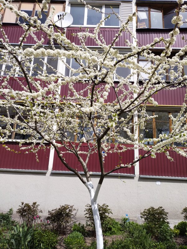 Цветет вишня ( 6 мая с.г.) - tamara 