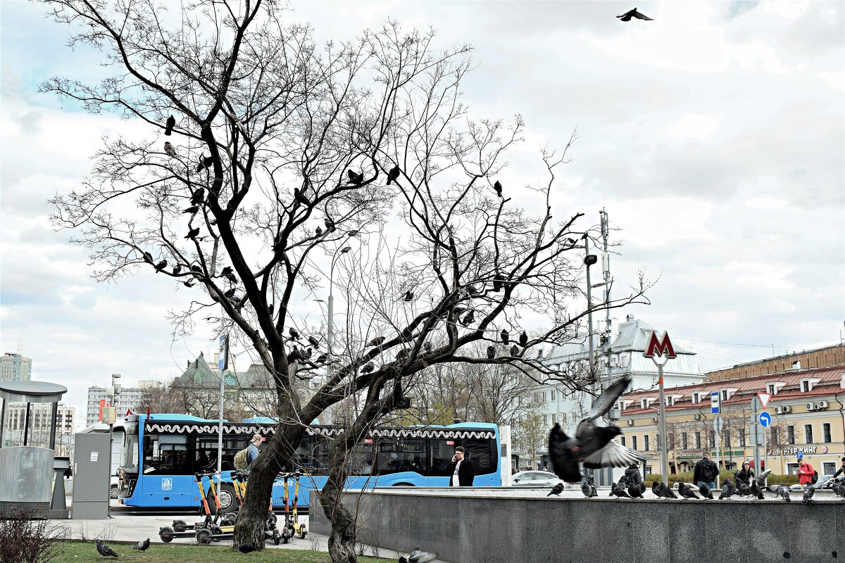 Голуби на Сухаревской площади. - Татьяна Помогалова