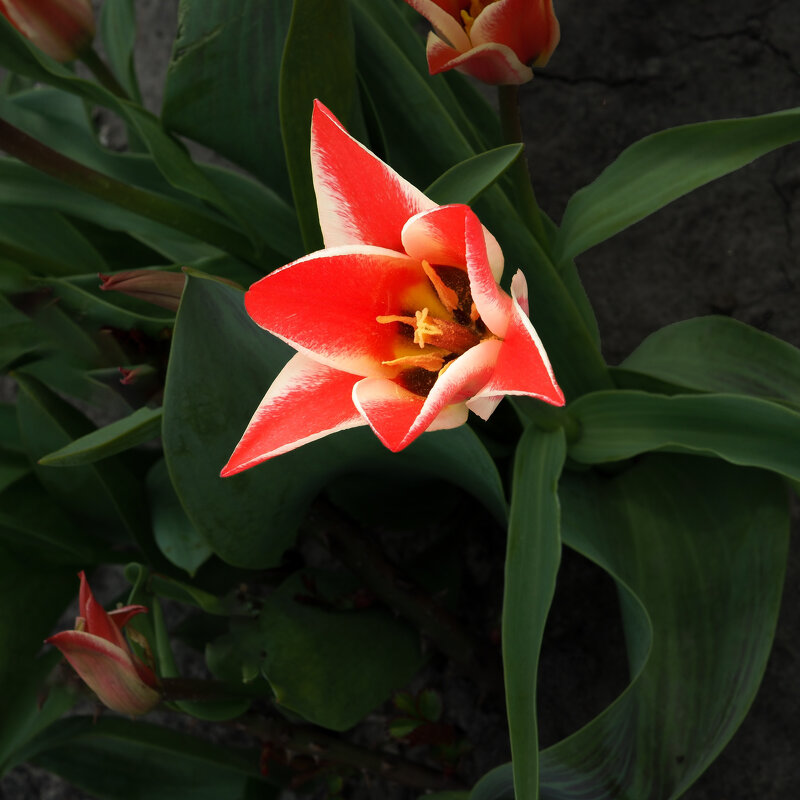 В Свенском монастыре цветут тюльпаны - Евгений 