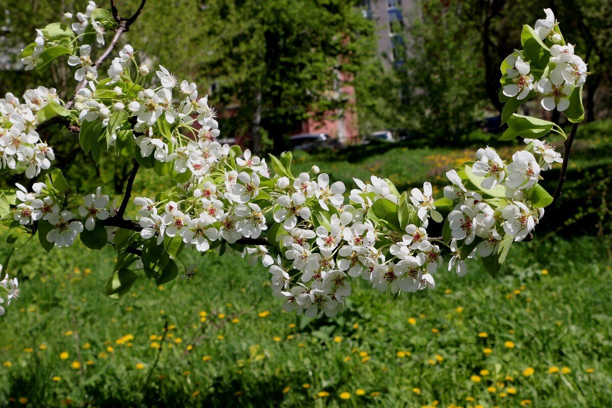 Весна в нашем дворе - Надежд@ Шавенкова