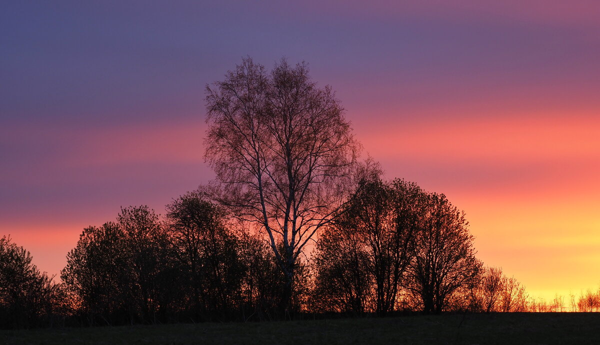 Свет пурпура на темных деревах - Александр Зиновьев