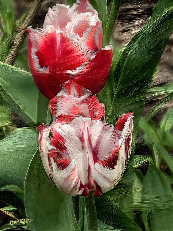 Замечательный цветок, словно яркий огонёк. Пышный, важный, словно пан, нежный бархатный тюльпан. - Freddy 97