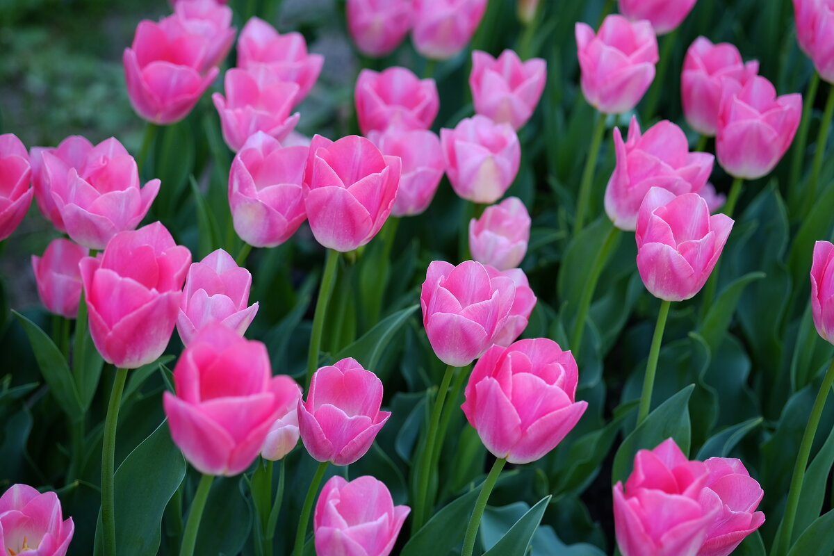 Тюльпан Tulipa triumph" Dynasty" - wea *