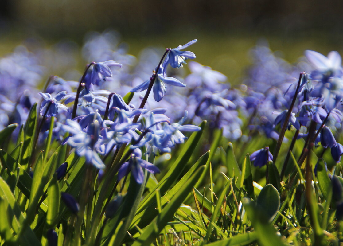 Брызги синих цветов распускала весна .. - Татьян@ Ивановна