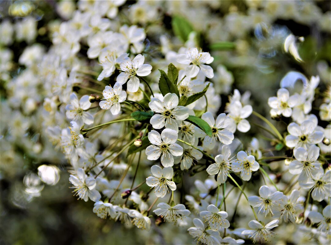 Любимый месяц - месяц май в цветении вишни белоснежной... - Ольга Русанова (olg-rusanowa2010)
