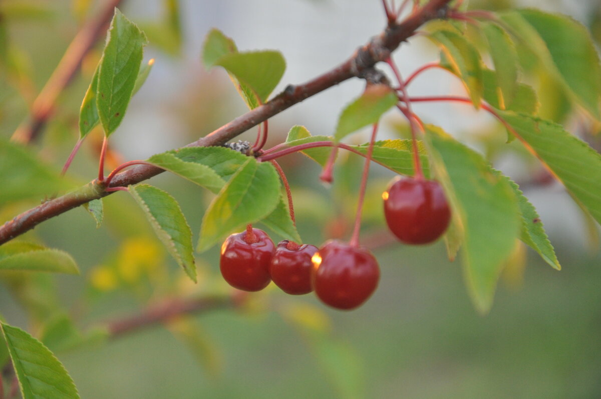 Cherry - Виталий Иванов