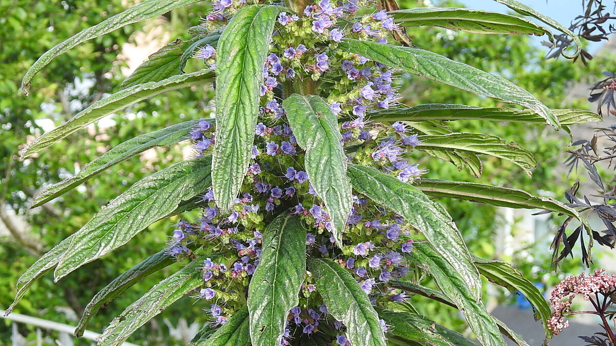 Цветы и листья синяка соснового - Natalia Harries