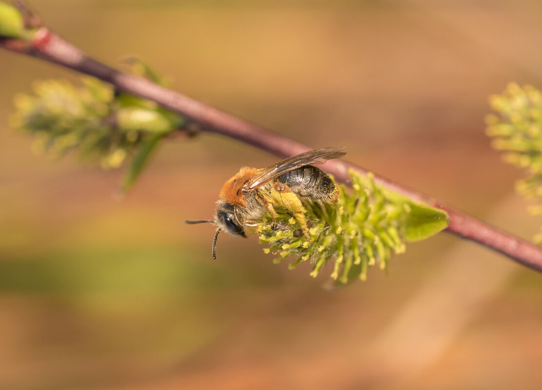 Земляная пчела  собирает пыльцу - Дарья Меркулова