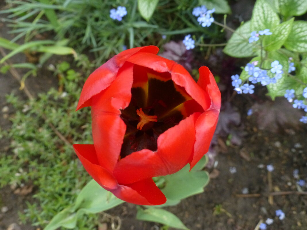 Красный тюльпан - Наиля 