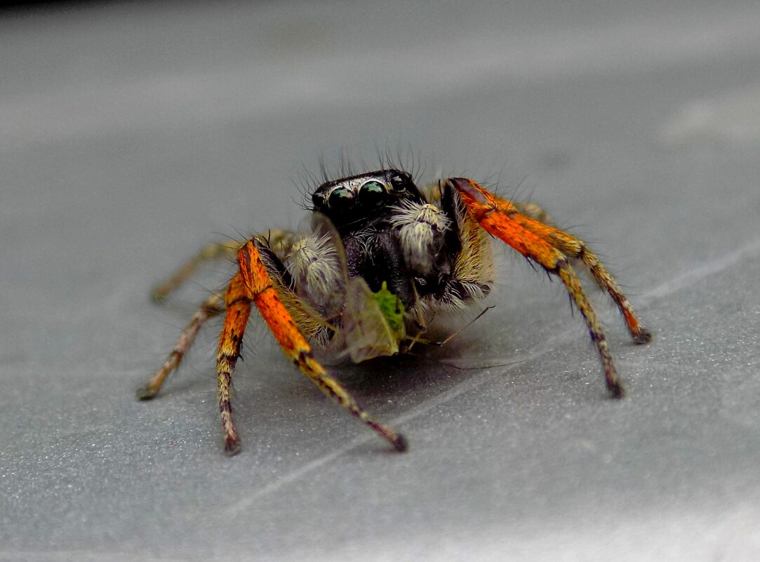 Самец паука-скакунчика Philaeus chrysops поймал тлю. - Константин Штарк