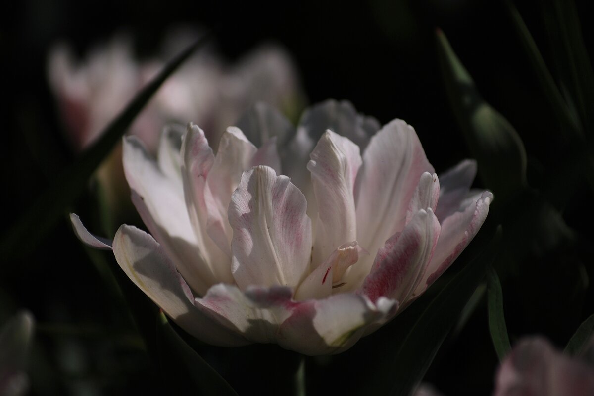 Белые тюльпаны - Ольга Лави