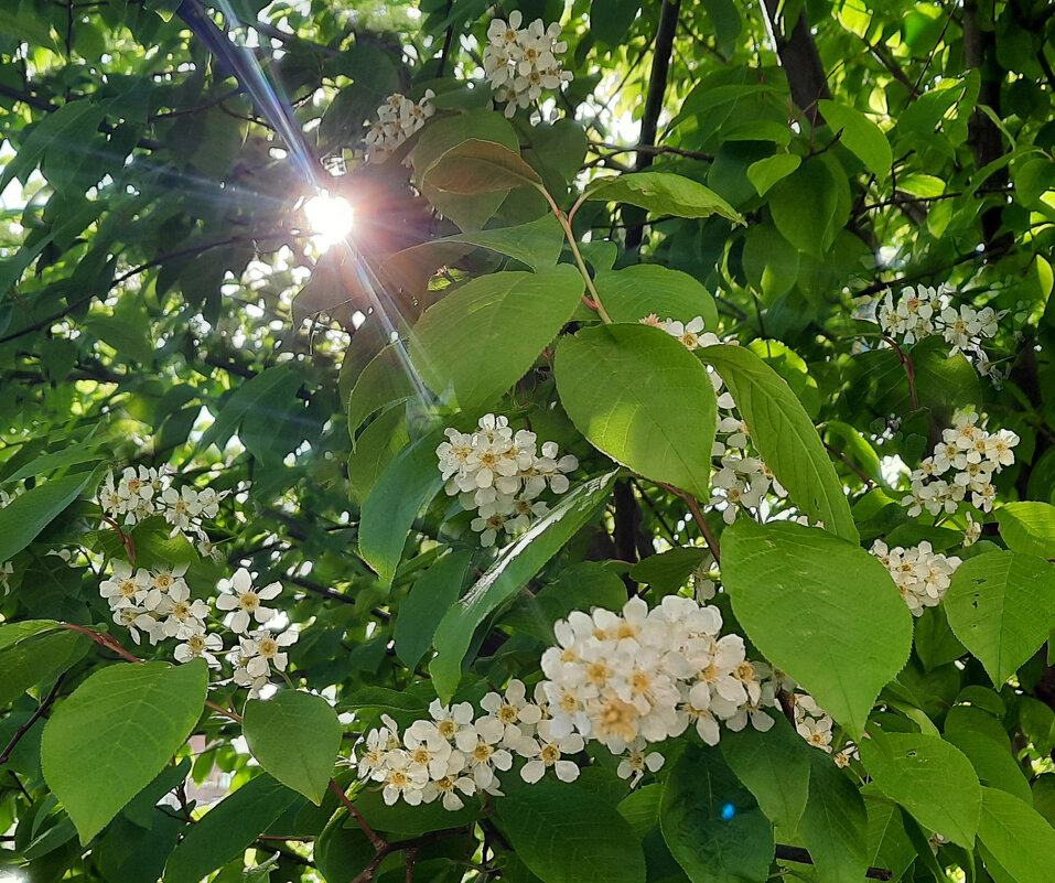 Сквозь листву - Мария - Maria