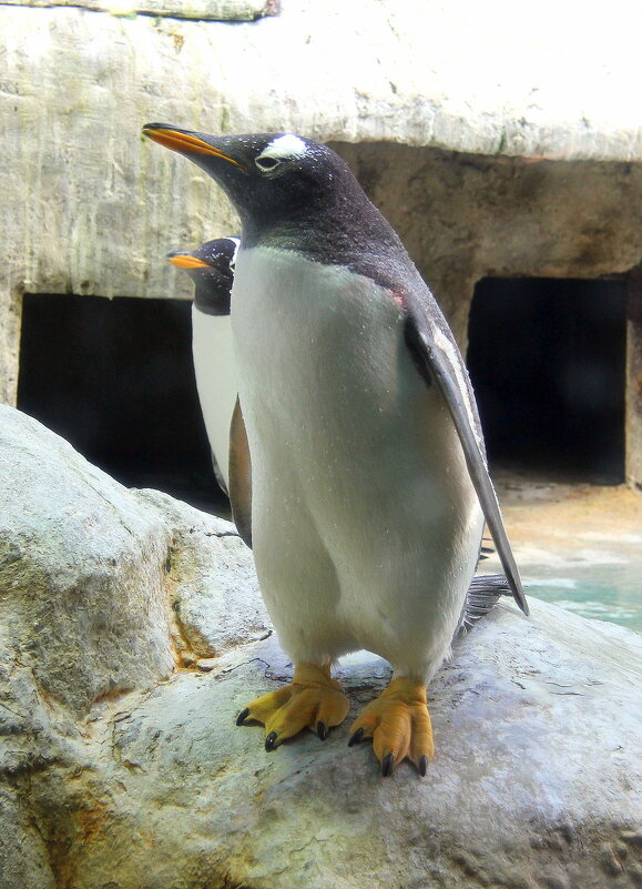 Паруанский пингвин. - Николай Николаевич 