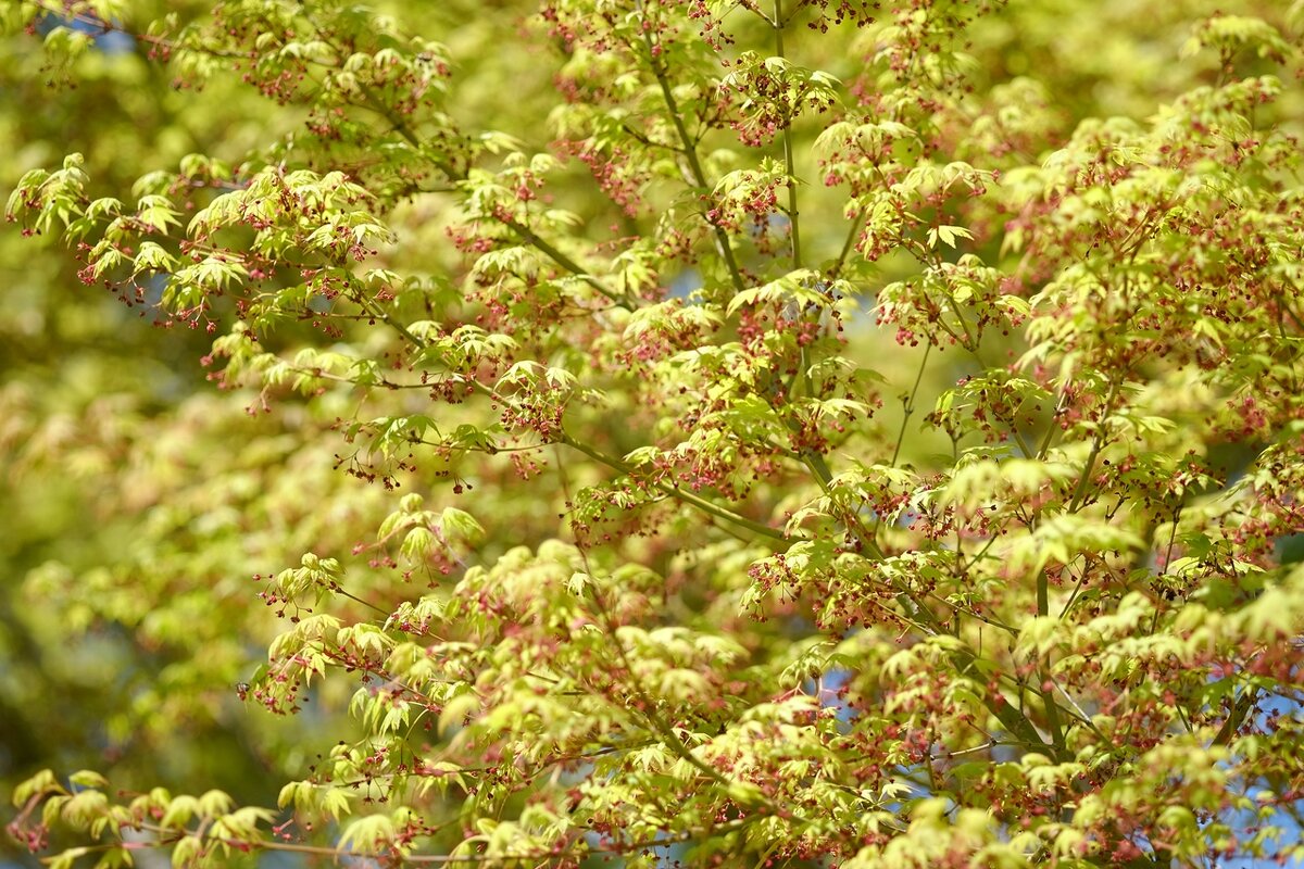 Японский клён весной Клён дланевидный(Acer palmatum) - wea *