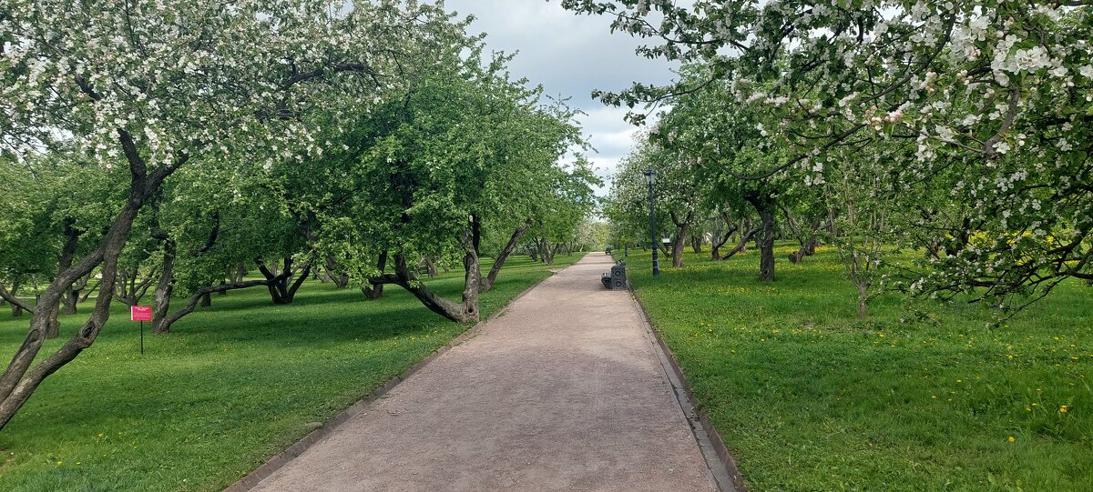 Цветут яблони в Коломенском - <<< Наташа >>>