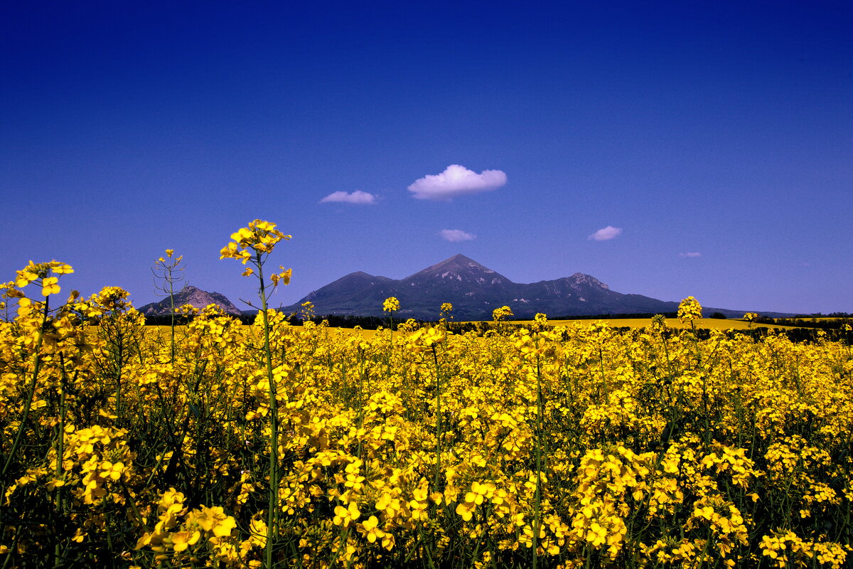 пейзаж с горами и цветочком - M Marikfoto