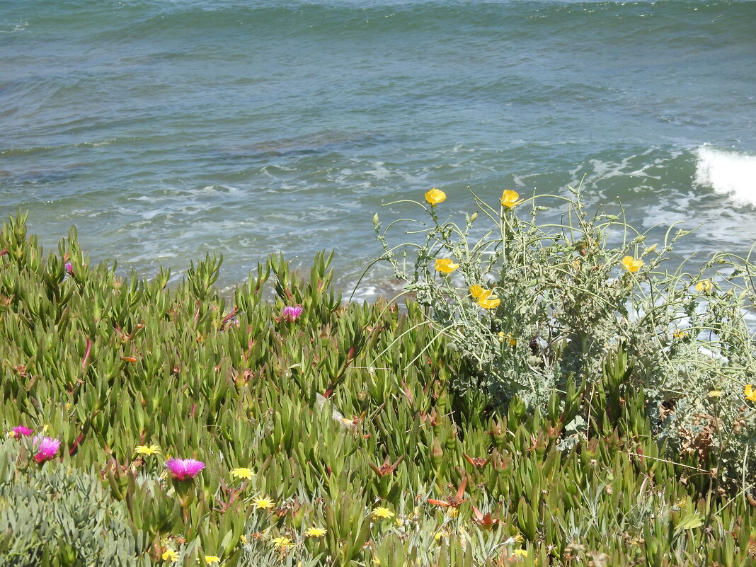 На цветущем морском берегу - Гала 