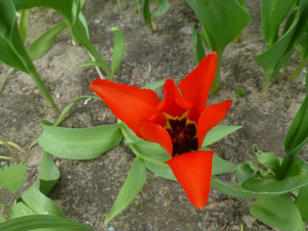 Тюльпан льнолистный - Наиля 