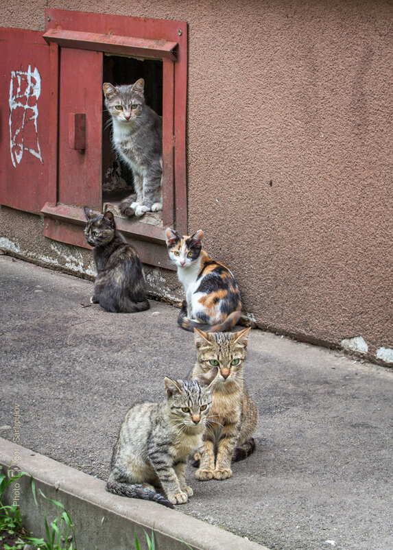 Бездомное семейство кошачьих - Игорь Сарапулов