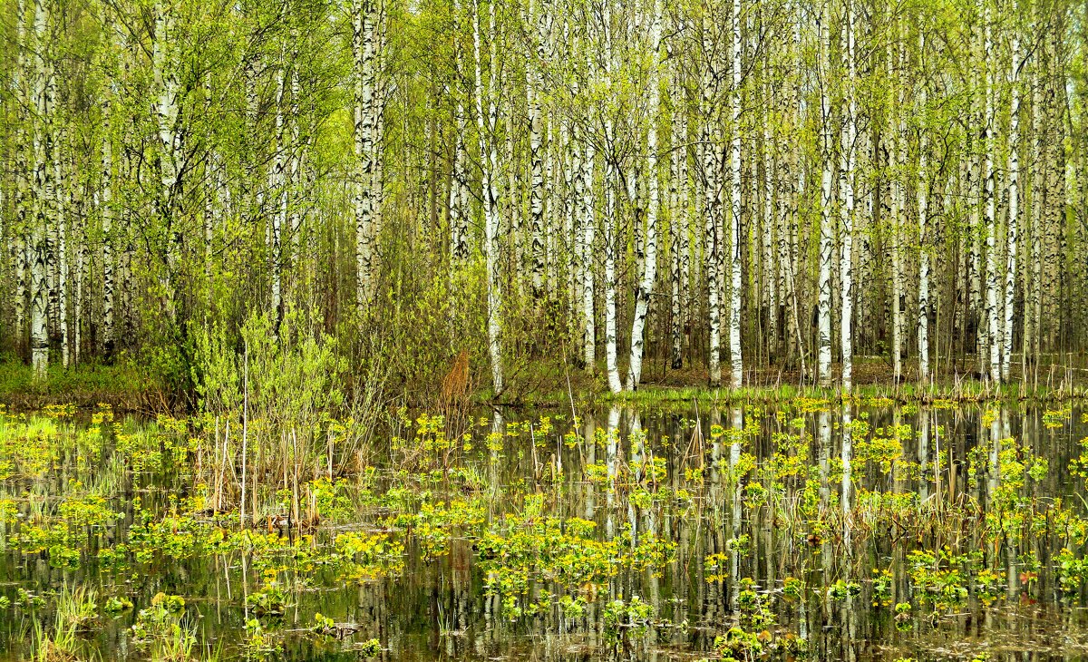 Березовая роща. - Татаурова Лариса 