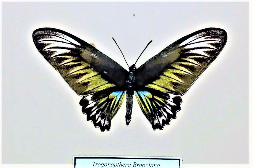 на выставке живых бабочек  бабочки были не только живые... - Елена Шаламова