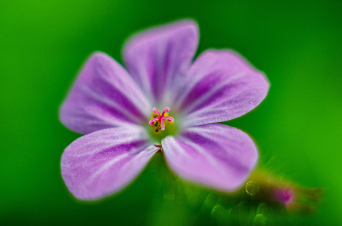 красивый цветочек в лесу - Александр Леонов