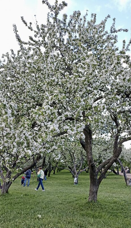 Прогулка по Коломенскому - яблоневый сад - Pippa 