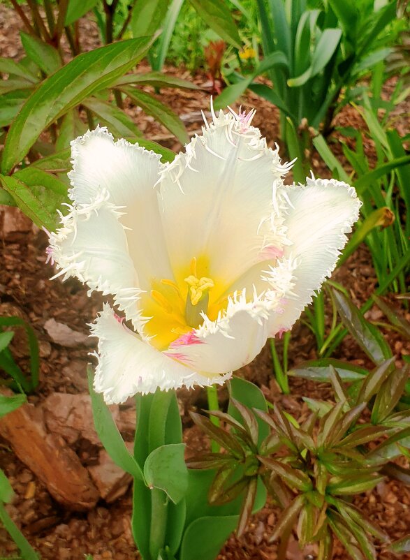Тюльпан в нашем саду - ГЕНРИХ 